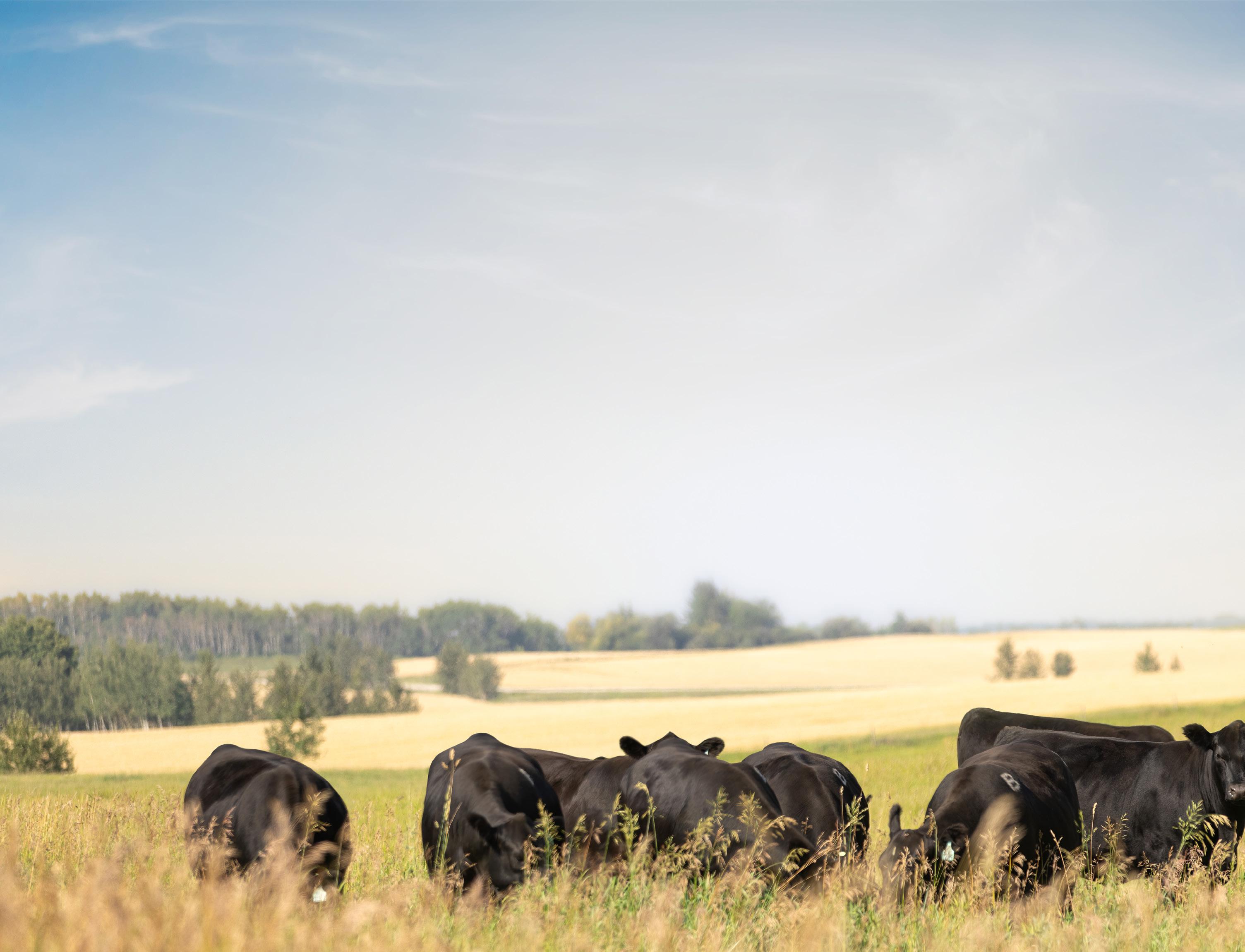 How to build a low-maintenance cowherd