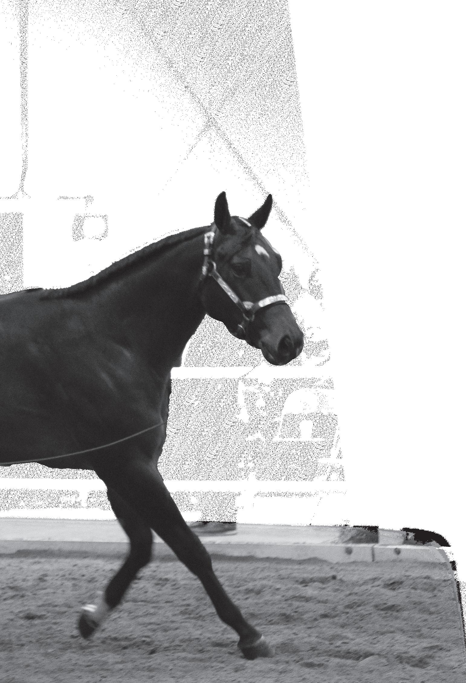 Good squishシュシュLaura Bailey xGS Stallion Super Sale by Craig Reiter - Issuu