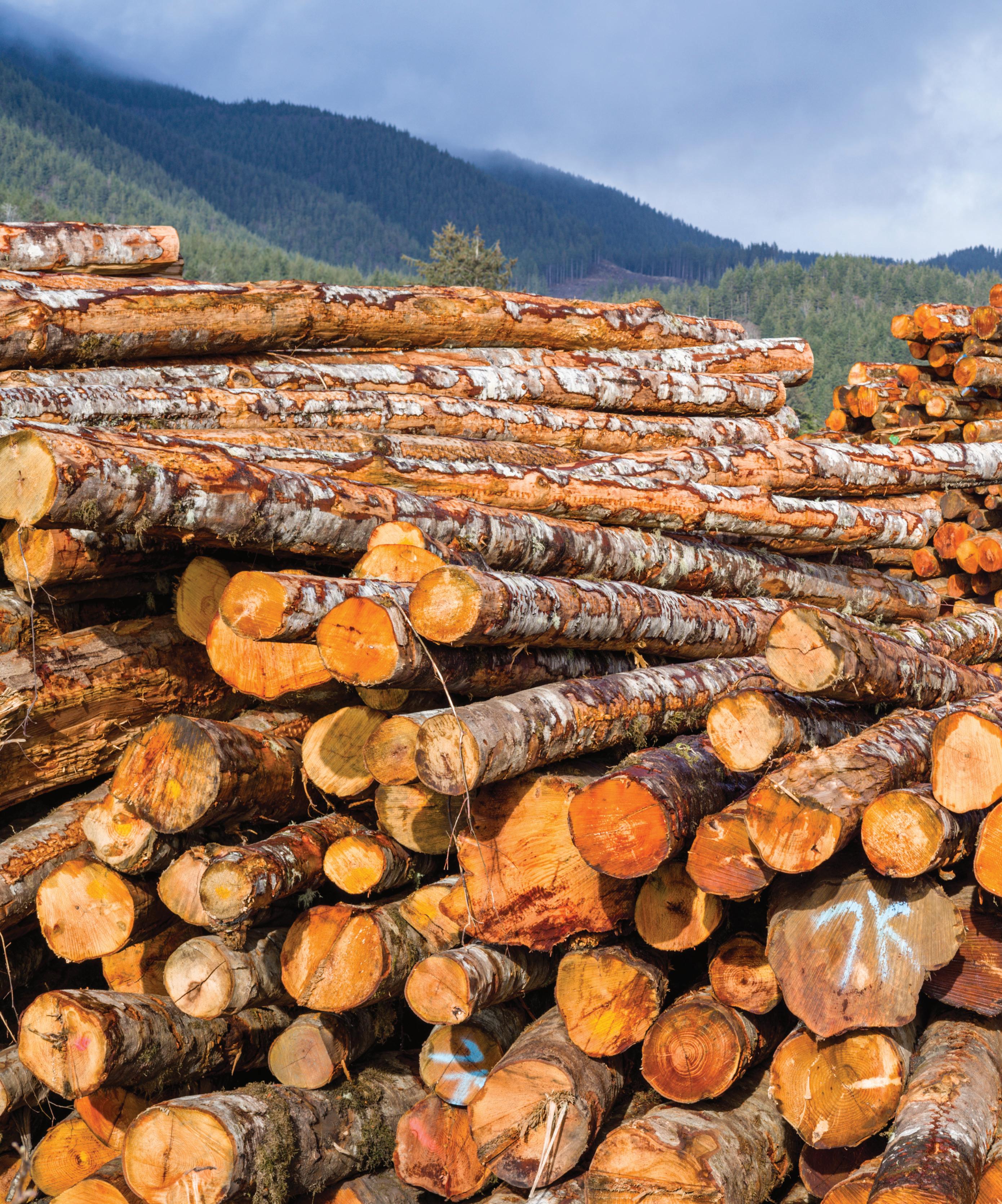 The State of Timber in Oregon