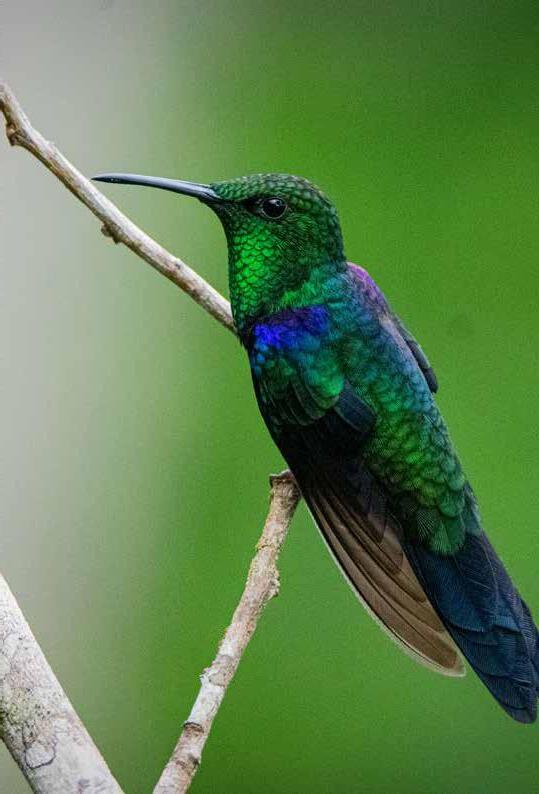 Ruta del colibrí