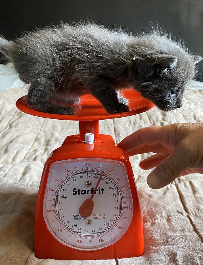 A whale of a feral cat problem on Texada