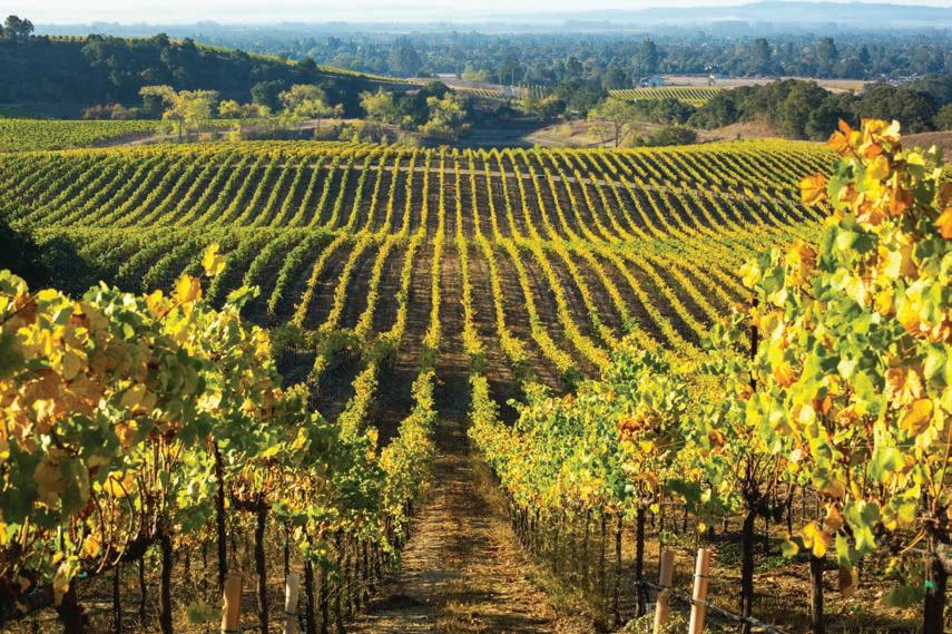 A Harvest Of New Attractions | By Benjamin Einstein