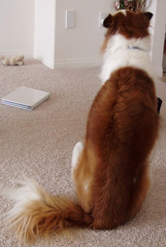 IPTouch Small Animal Massage & Care