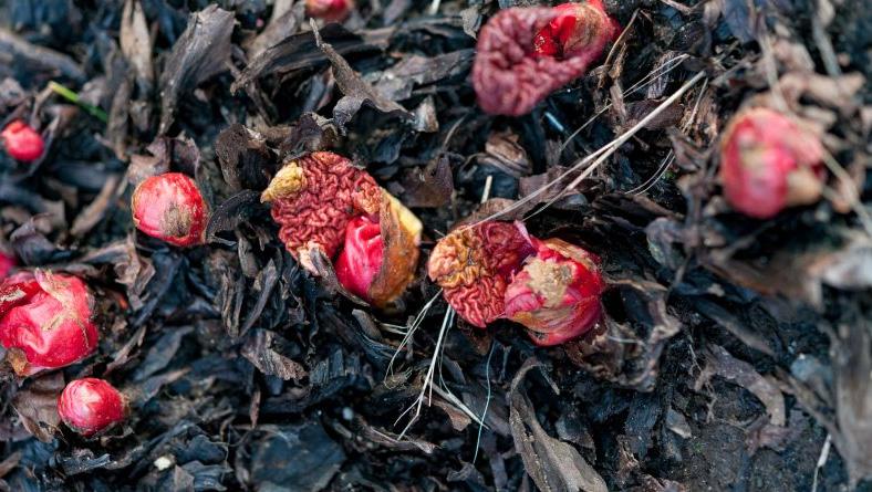 Cover for Jobs for December