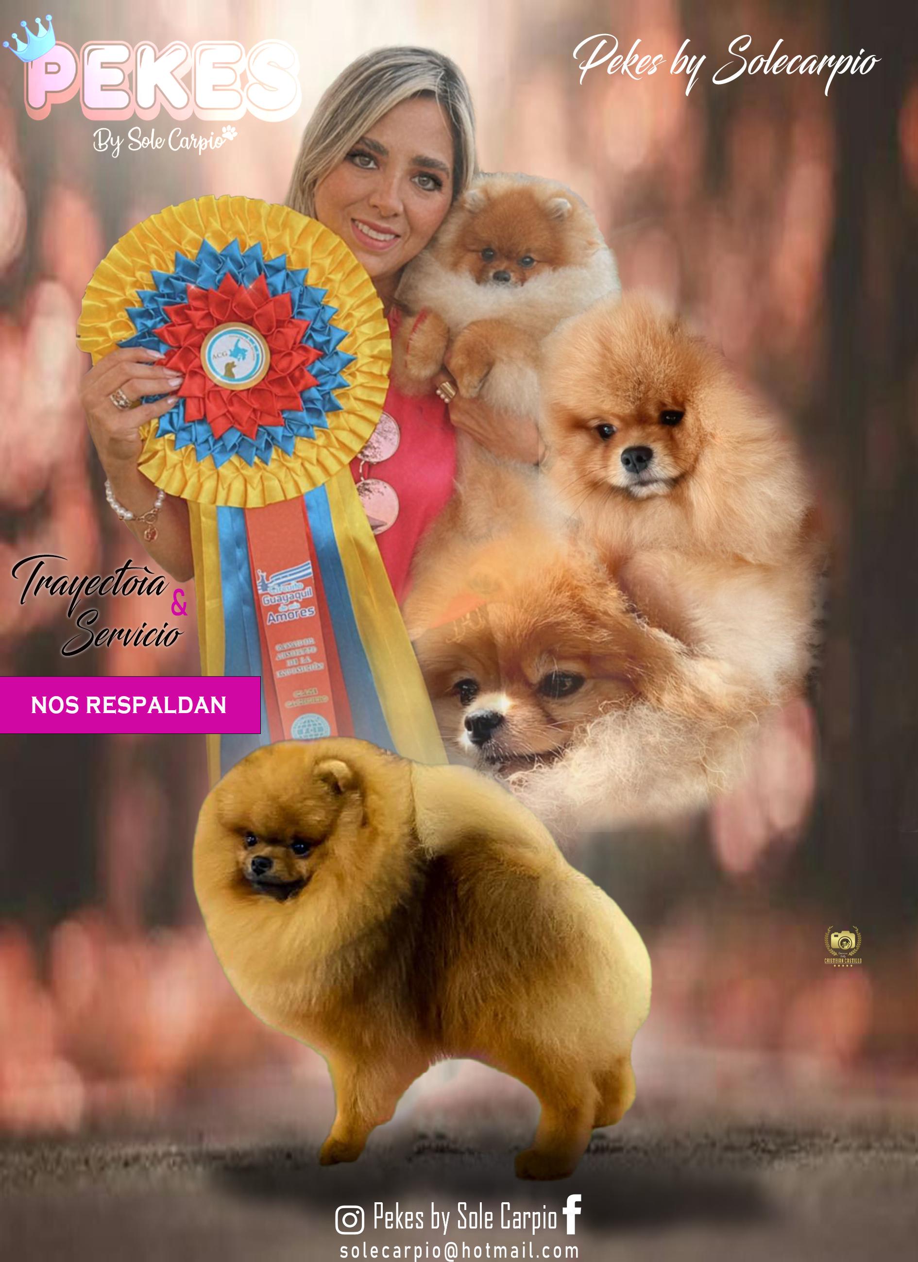 El Bull Terrier, image size:1890x2598