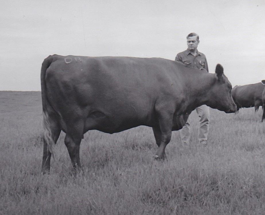 Dahlke Red Angus 2024 by dahlkerancher Issuu