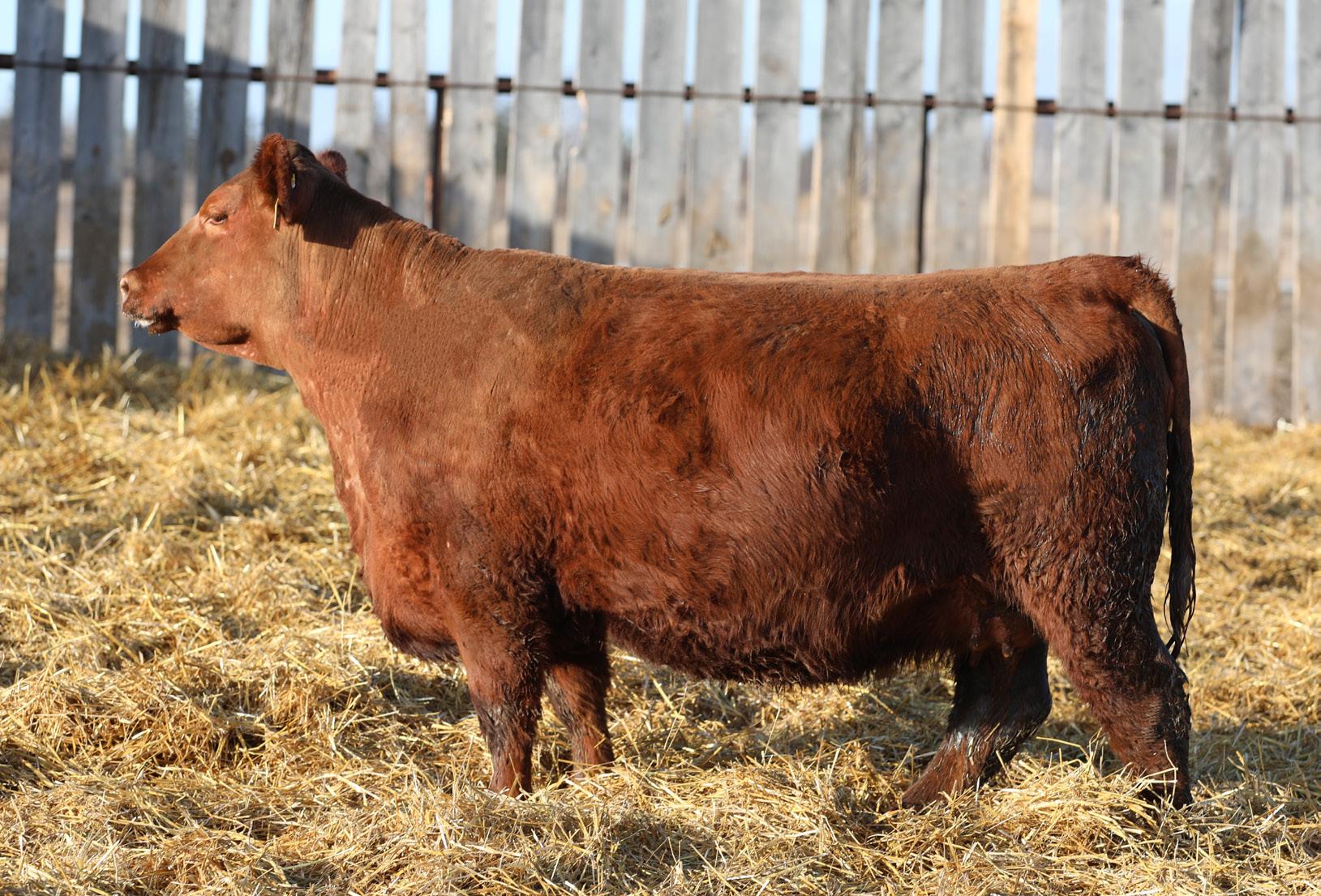 Dahlke Red Angus 2024 by dahlkerancher Issuu
