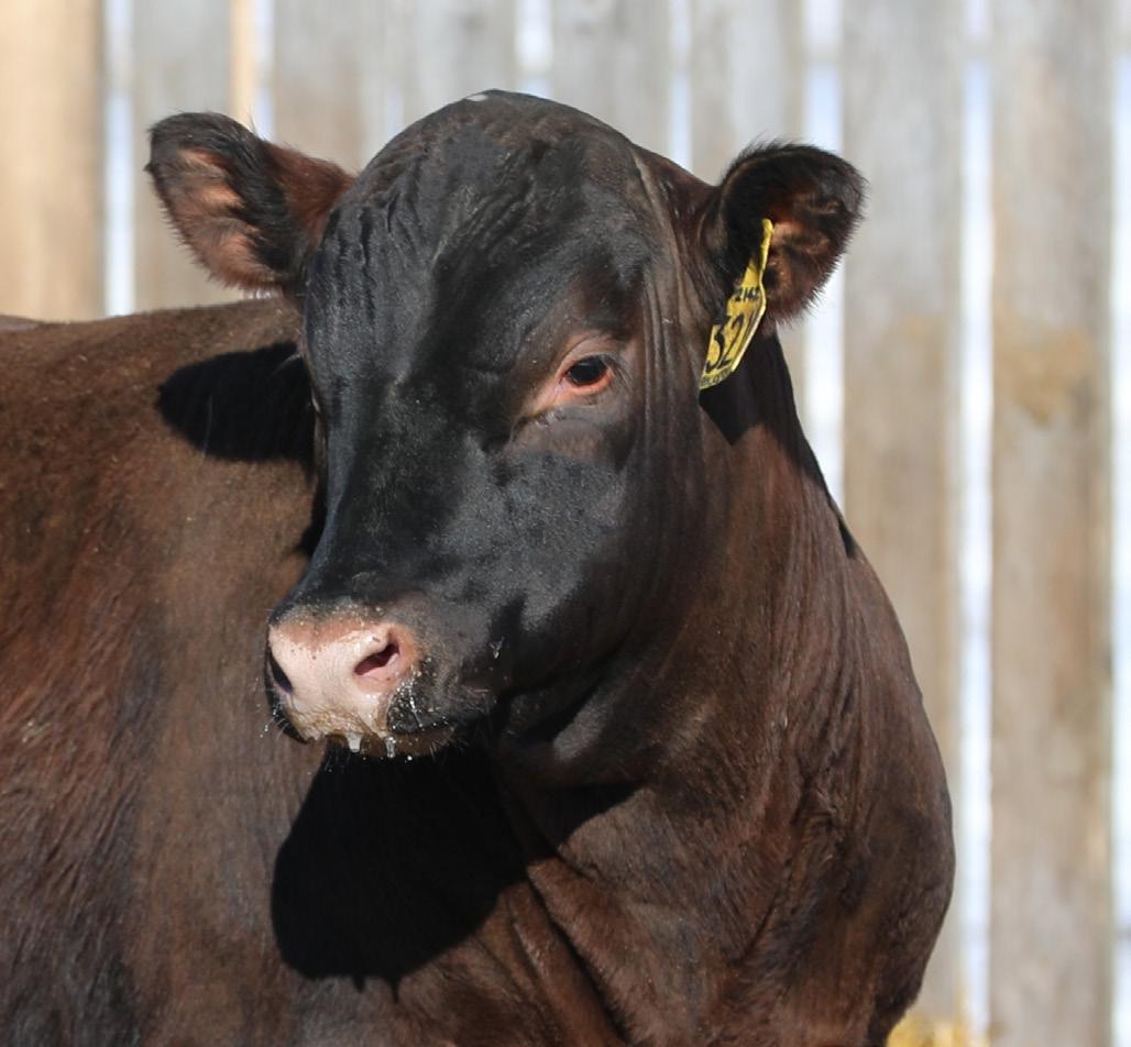 Dahlke Red Angus 2024 by dahlkerancher Issuu