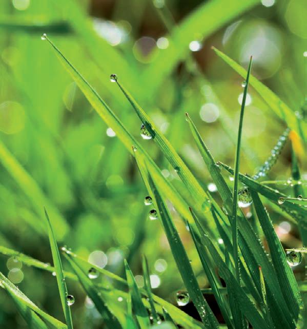 Gazon en rouleau 2024 by LANDI Issuu