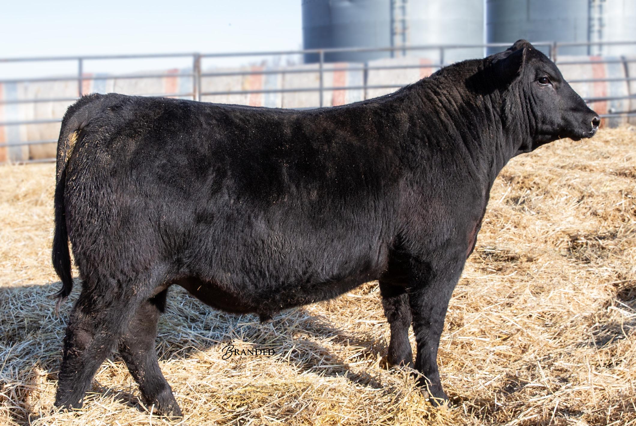 Glasoe Angus Bull Sale 2024 by branded_image_promotions Issuu
