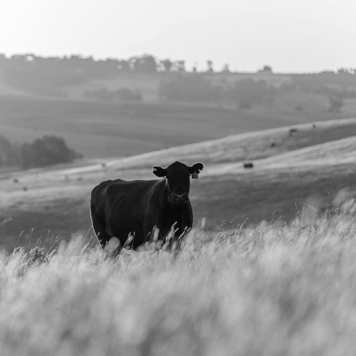 2024 Aberdeen Advantage Sale at Ohio Beef Expo by meganjophotos Issuu