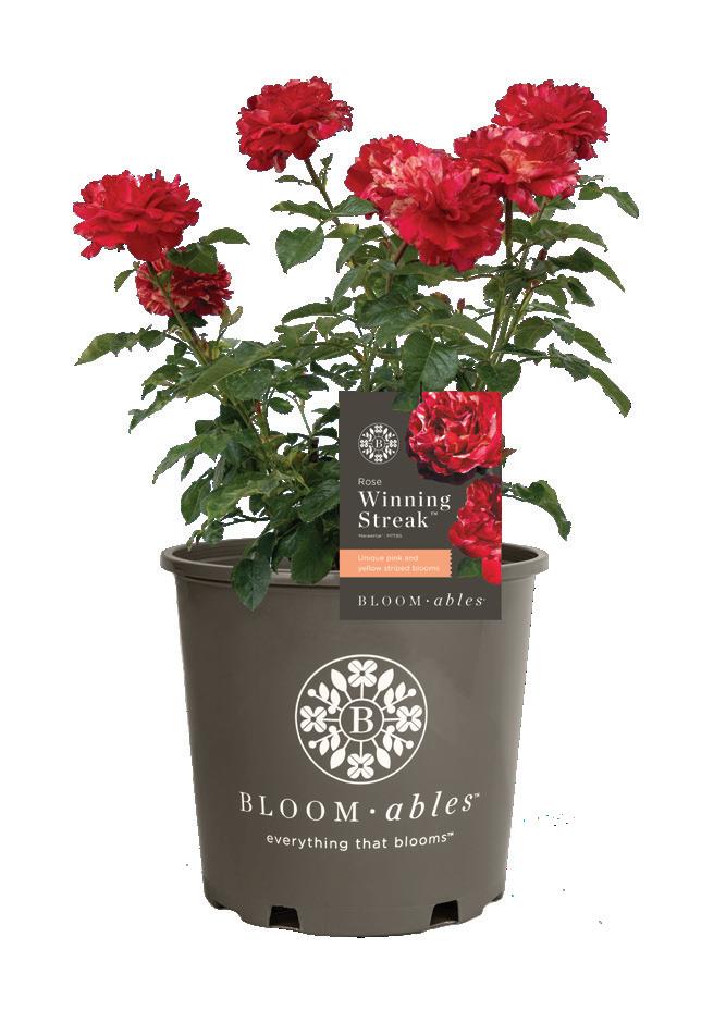 2025 Star® Roses and Plants Rose Catalog by Star® Roses and