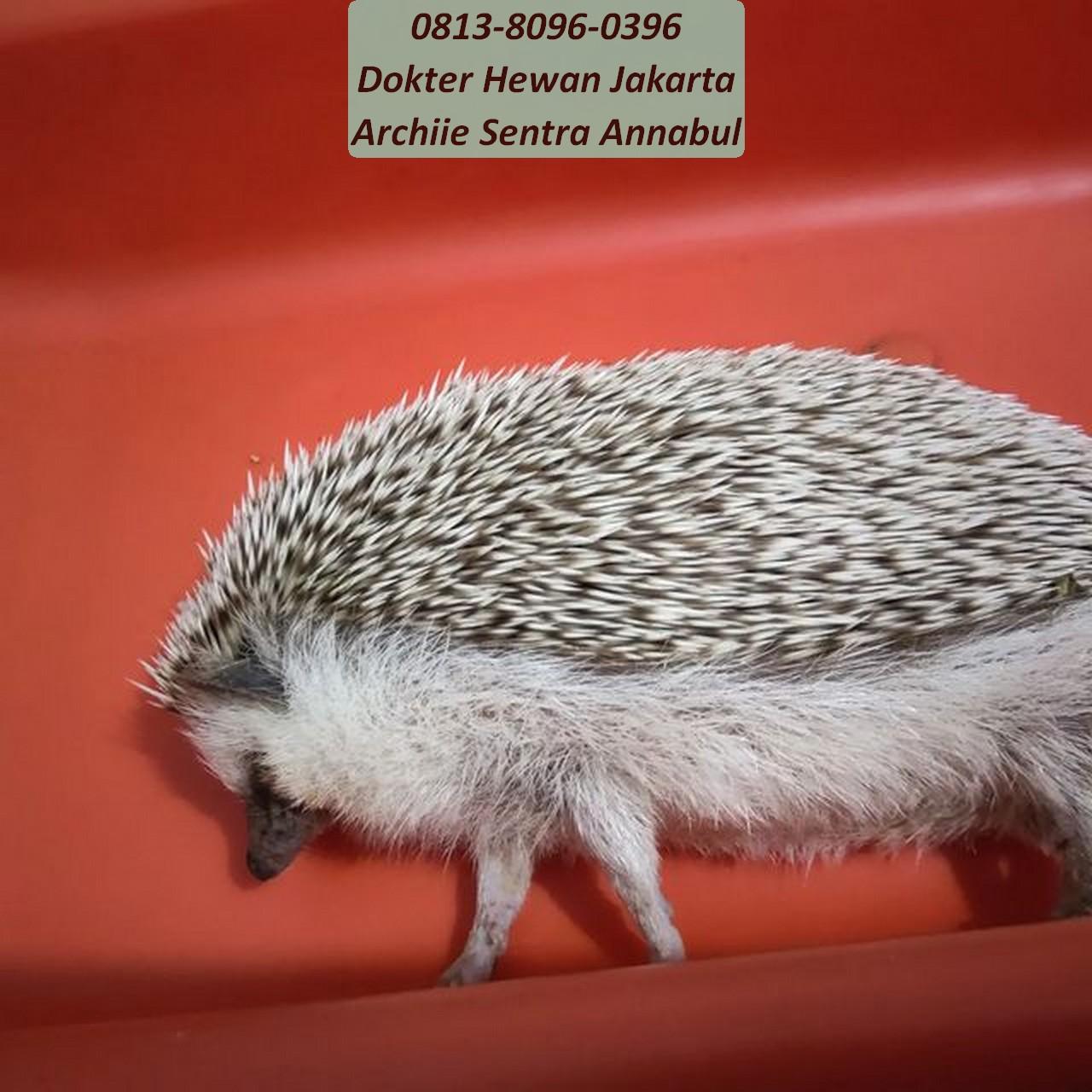 0813-8096-0396 Praktek Dokter Hewan Kemayoran Jakarta Pusat