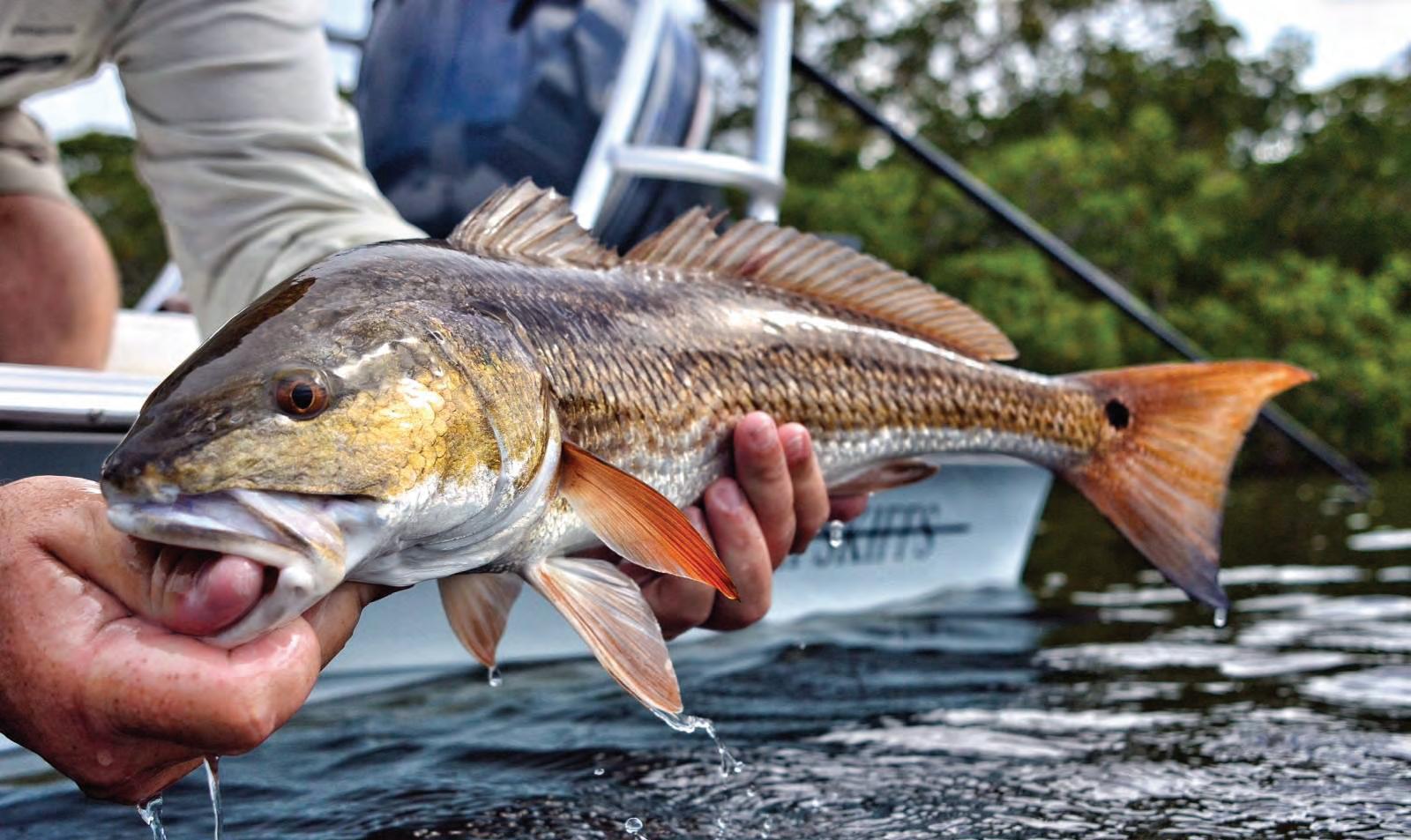 Franklin County, Florida – A Red Snapper Paradise - Coastal Angler