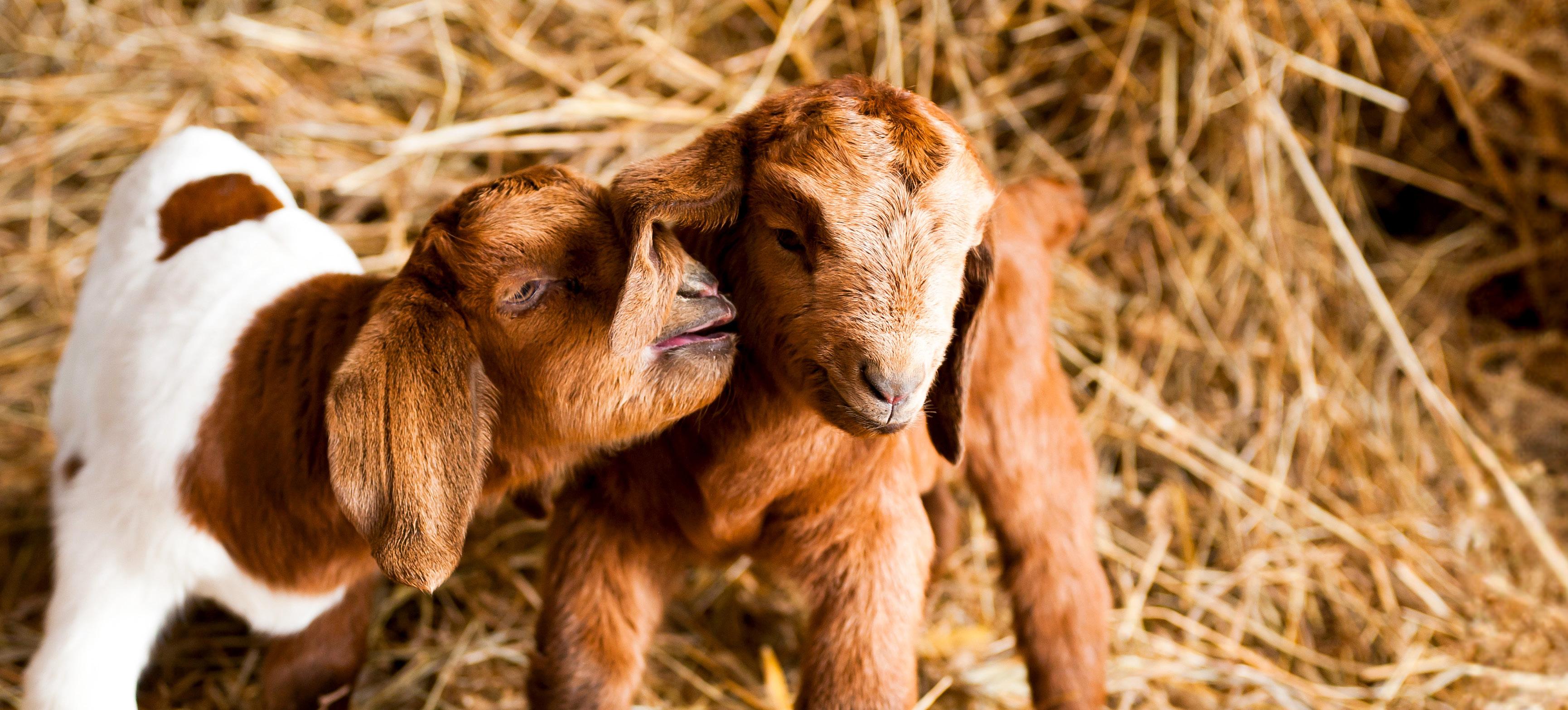 LIFELINEANNUSO Product Catalog 2024 by LIFELINEANNUSO Issuu