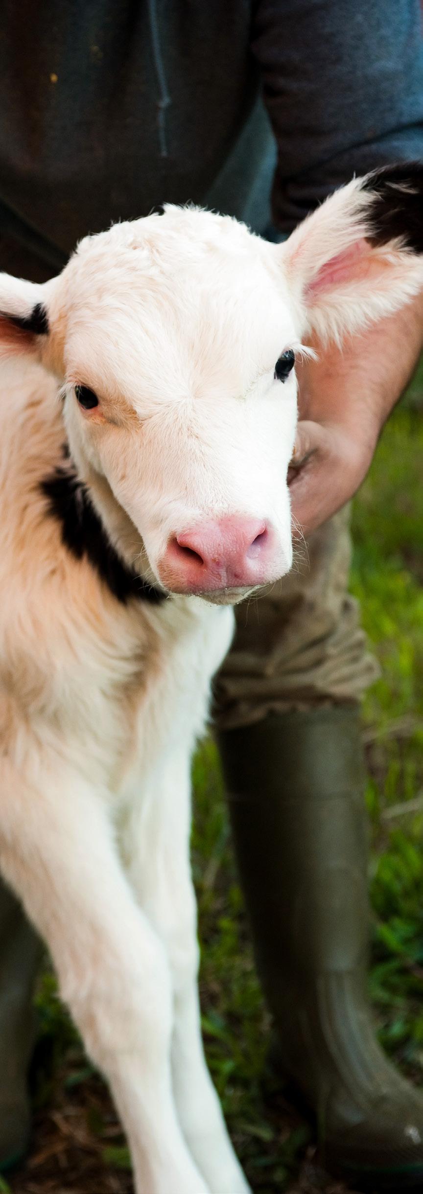 LIFELINEANNUSO Product Catalog 2024 by LIFELINEANNUSO Issuu