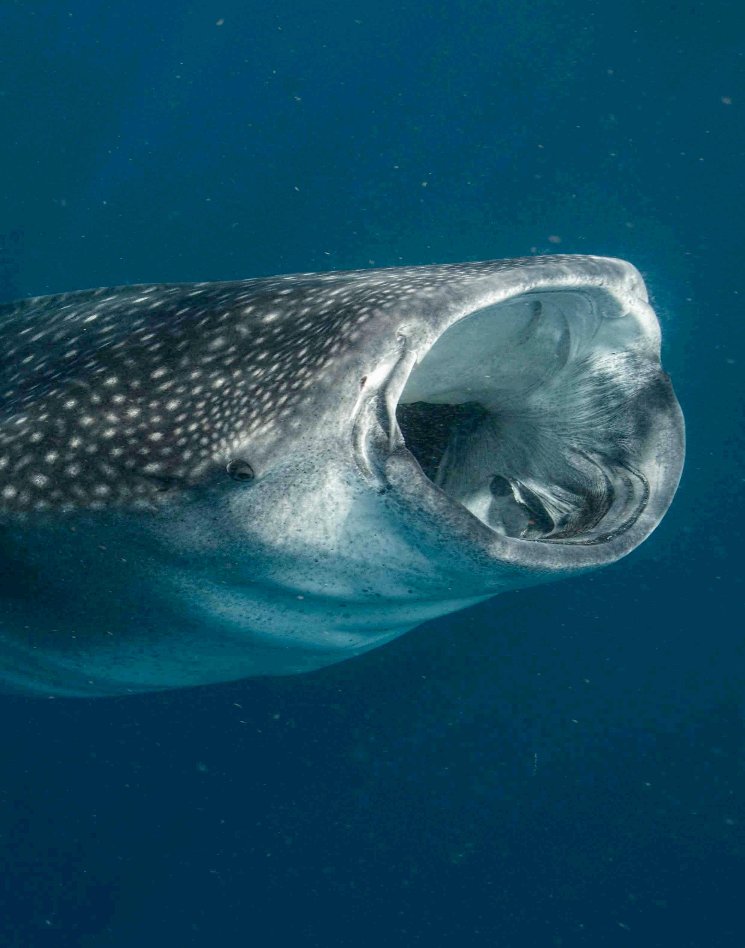 Shark News | Issue 09 | January 2024 by IUCN SSC Shark Specialist Group -  Issuu