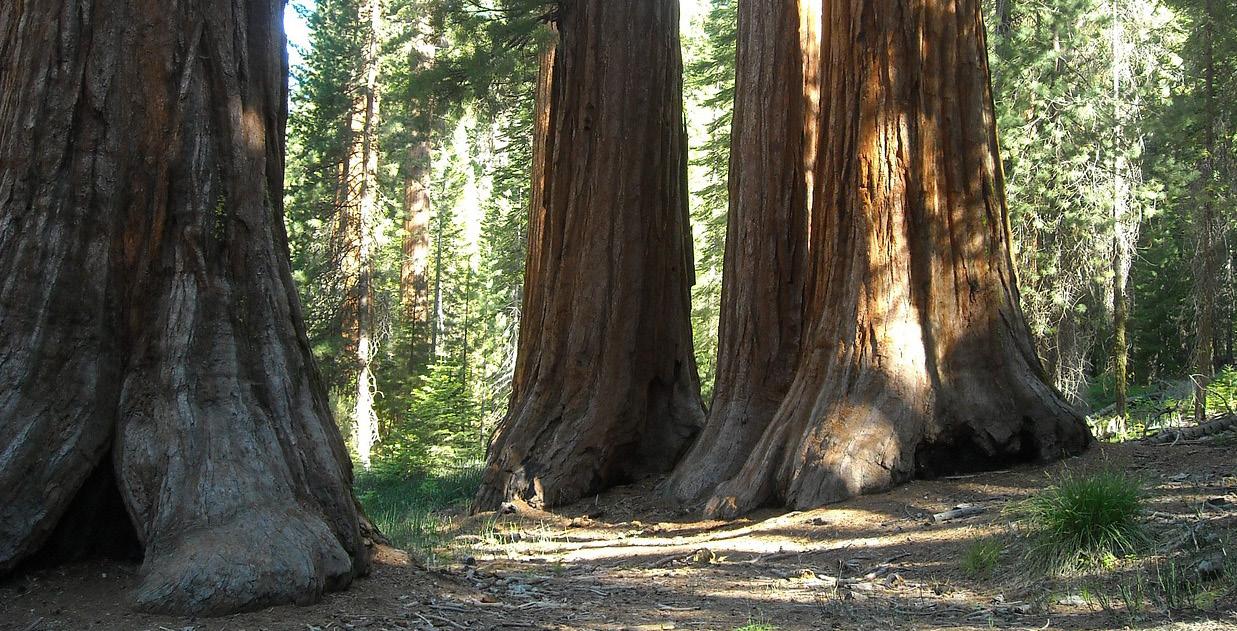 Scientists call for ban on logging in federal mature, old growth forests