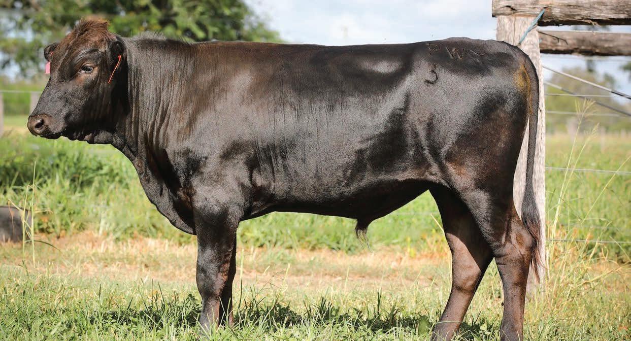 Elite Wagyu Sale 2024 by Australian Wagyu Association Issuu