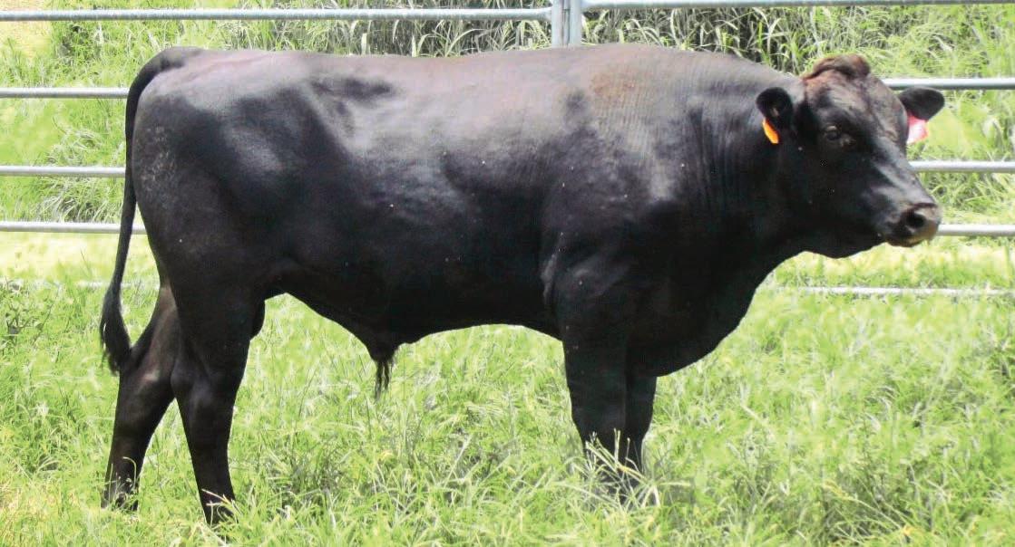 Elite Wagyu Sale 2024 by Australian Wagyu Association Issuu