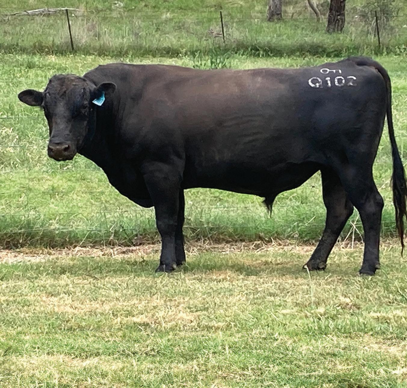 Elite Wagyu Sale 2024 by Australian Wagyu Association Issuu