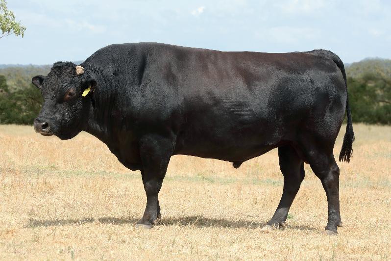 Elite Wagyu Sale 2024 by Australian Wagyu Association Issuu