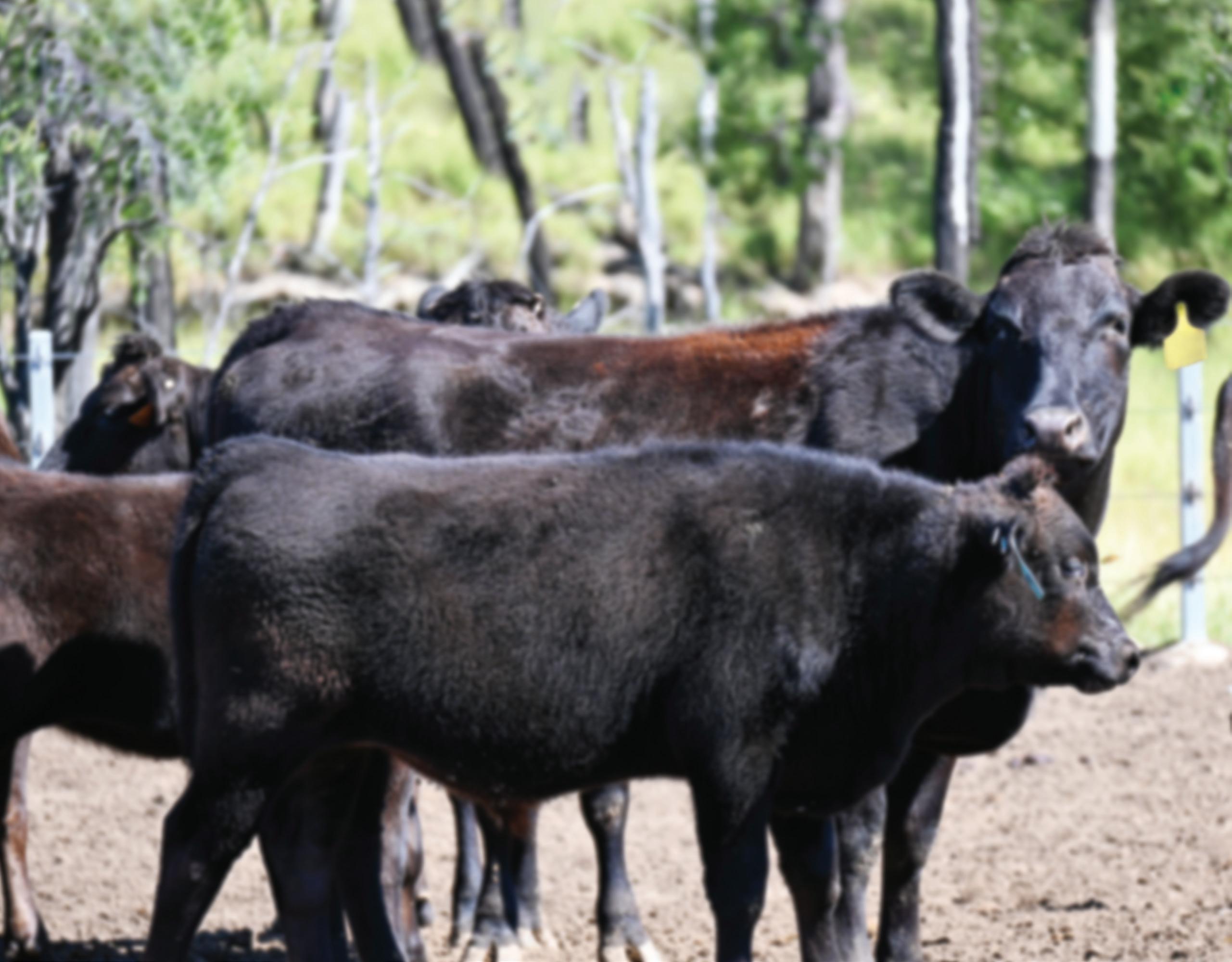 Elite Wagyu Sale 2024 by Australian Wagyu Association Issuu