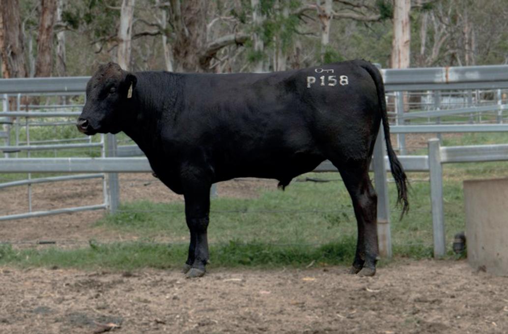 Elite Wagyu Sale 2024 by Australian Wagyu Association Issuu