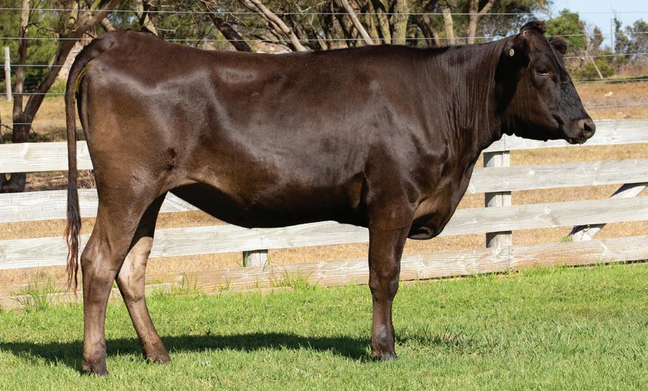 Elite Wagyu Sale 2024 by Australian Wagyu Association Issuu