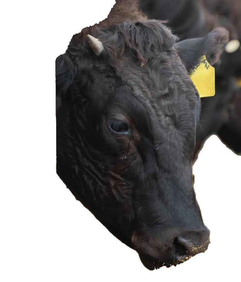 Elite Wagyu Sale 2024 by Australian Wagyu Association Issuu