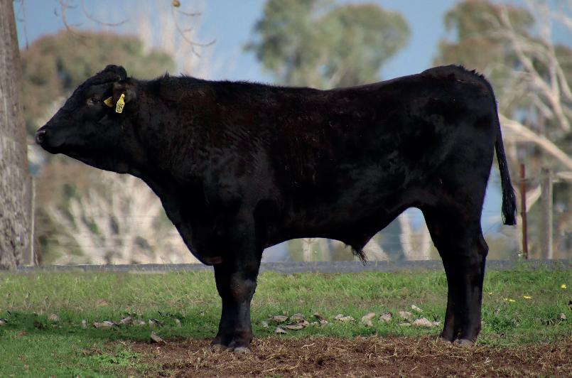 Elite Wagyu Sale 2024 by Australian Wagyu Association Issuu
