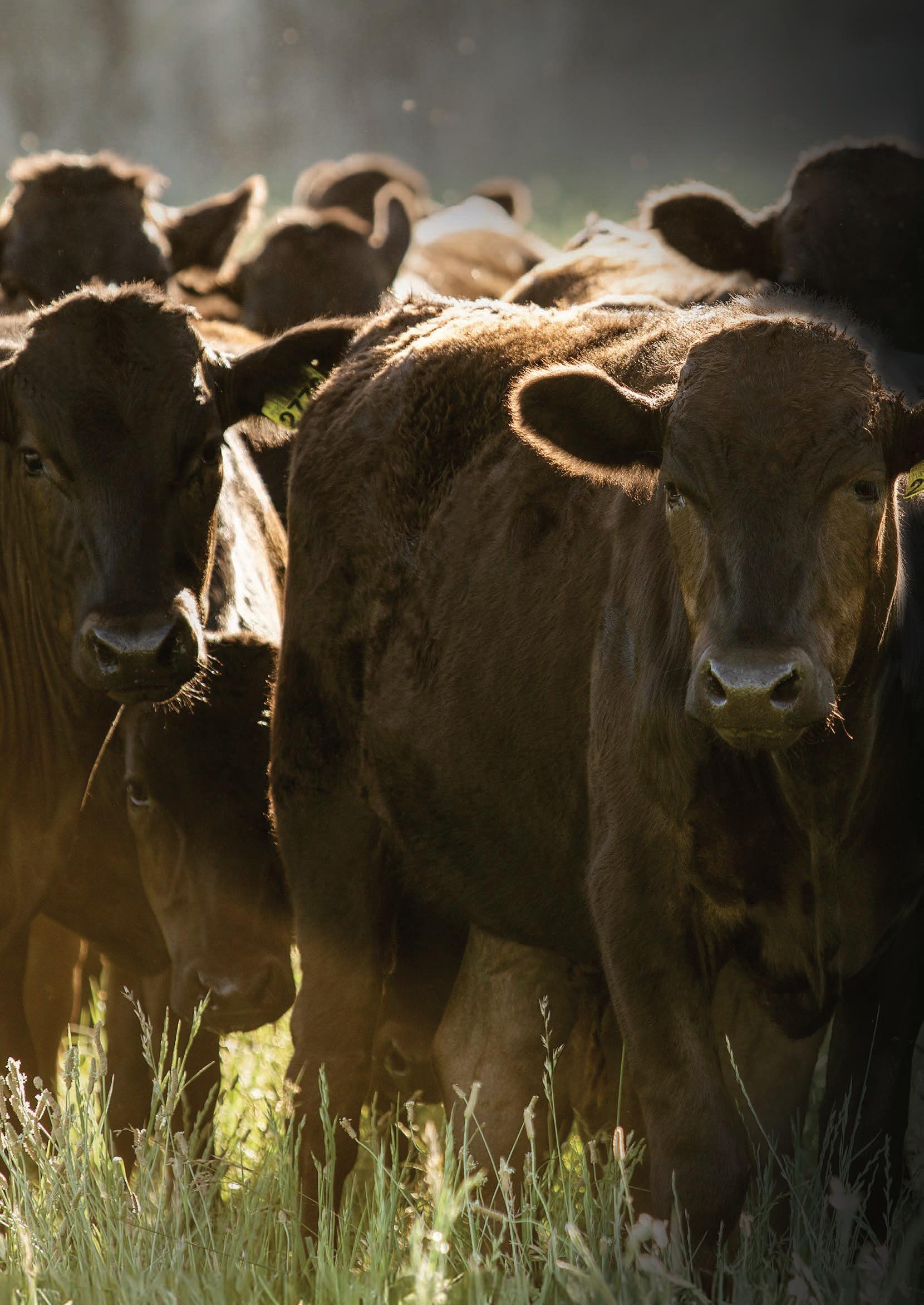 Elite Wagyu Sale 2024 by Australian Wagyu Association Issuu