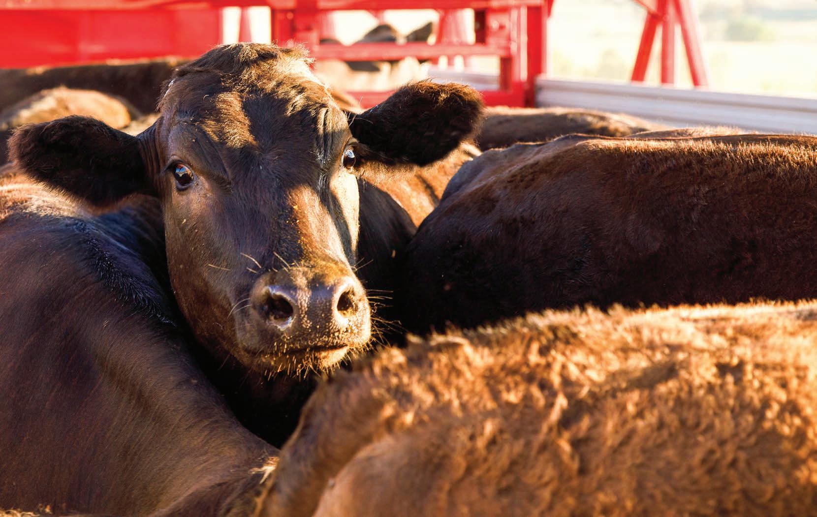 Elite Wagyu Sale 2024 by Australian Wagyu Association Issuu