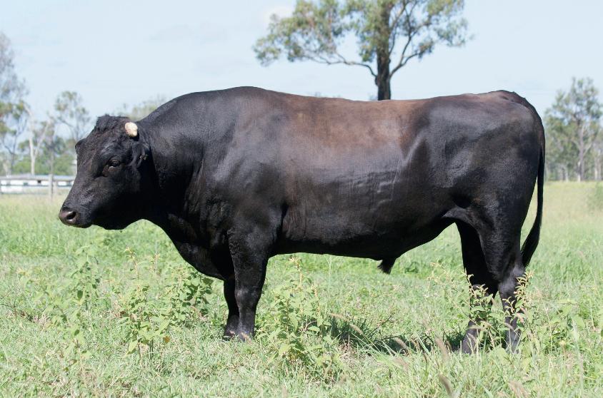 Elite Wagyu Sale 2024 by Australian Wagyu Association Issuu