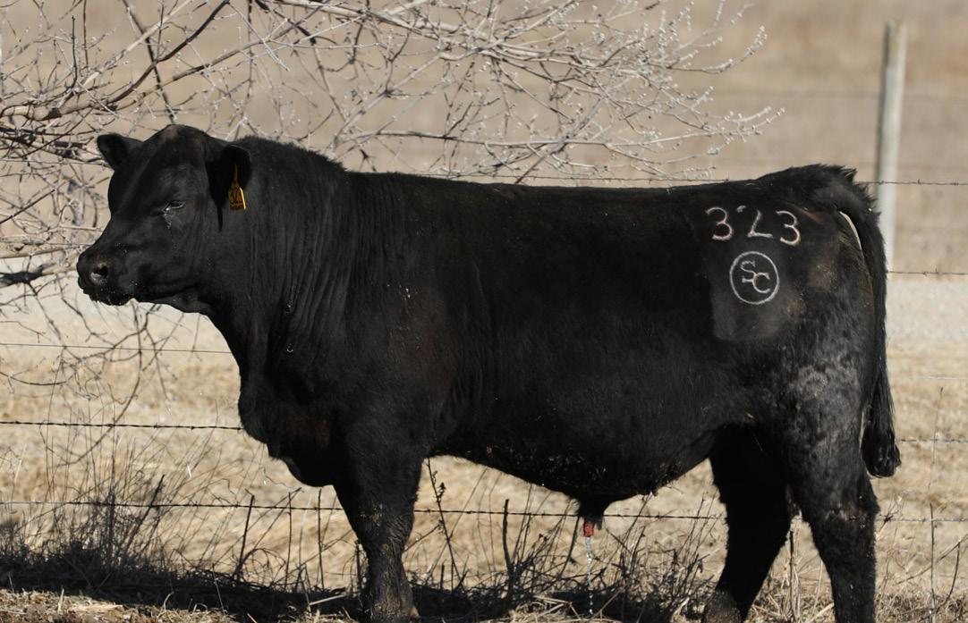 Skeeter Creek Ranch by skeetercreekranch - Issuu