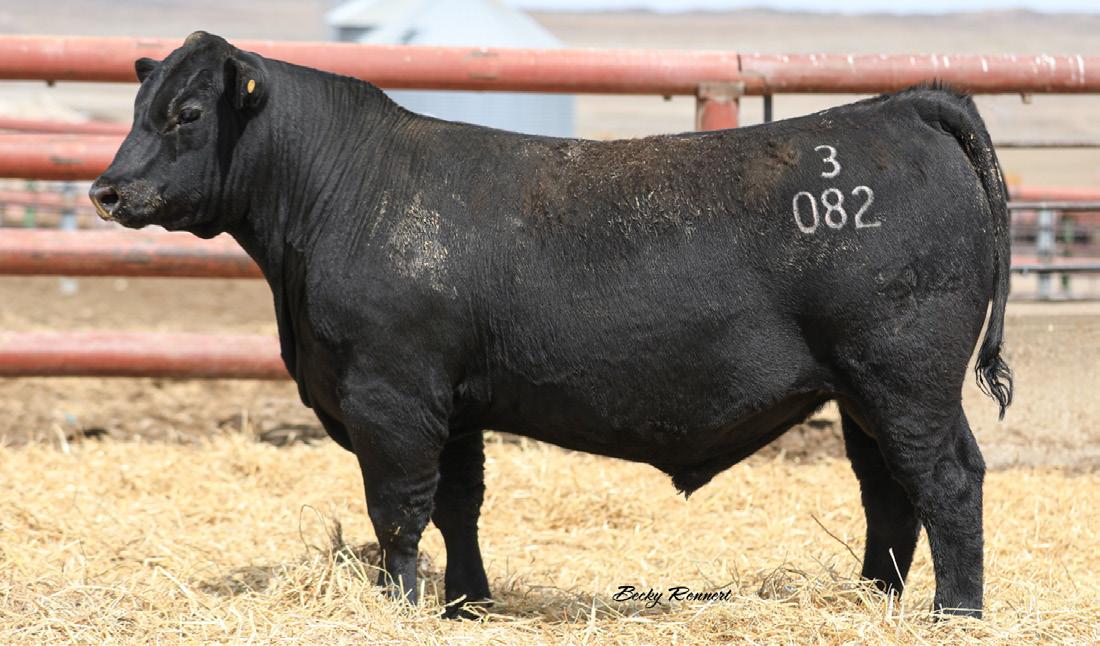 2024 Seward Cattle PAP Tested Bull Sale by Bobbi Hartwig Issuu