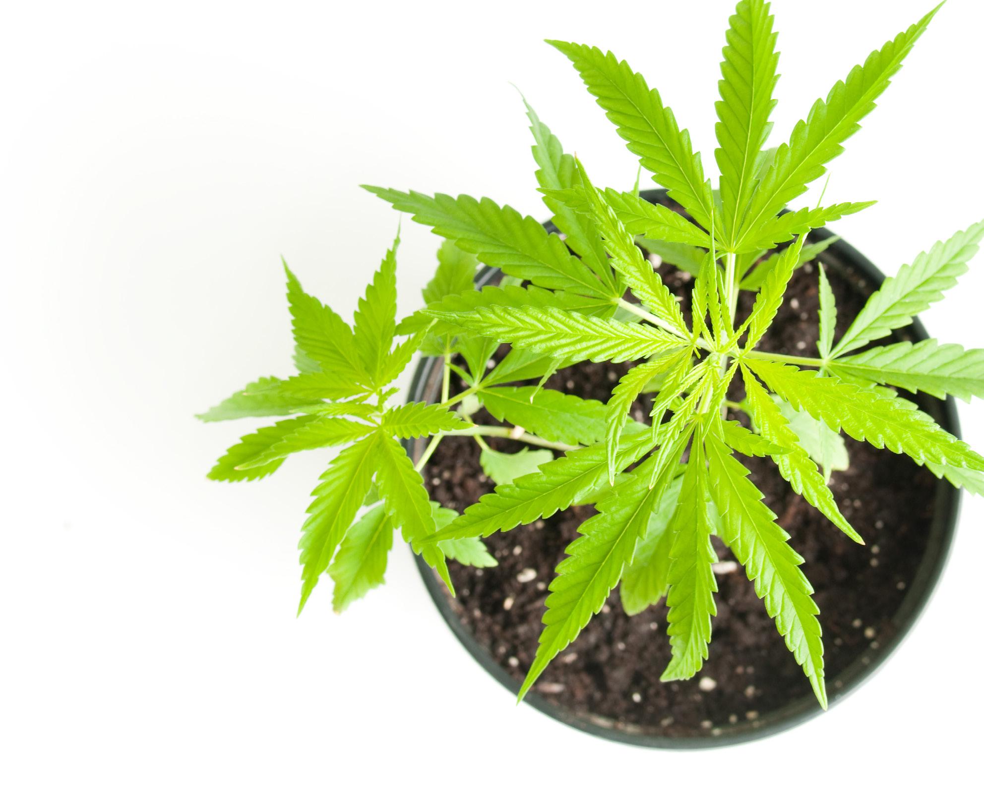 Cannabis 101: Hemp THC vs Cannabis THC