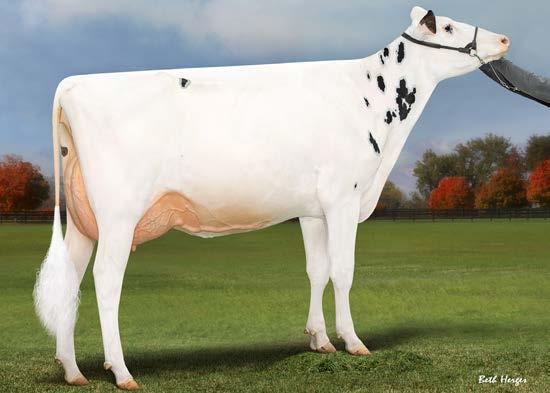 KCCK Genetics Springtime Showcase 2024 by Cowsmopolitan - Issuu