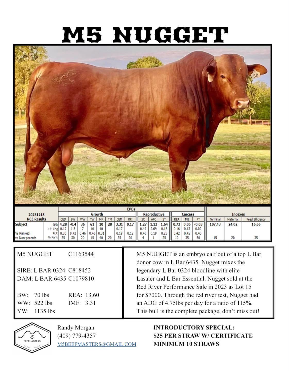 Red River Beefmaster Performance Group-Premium Female Sale 2024 by ...
