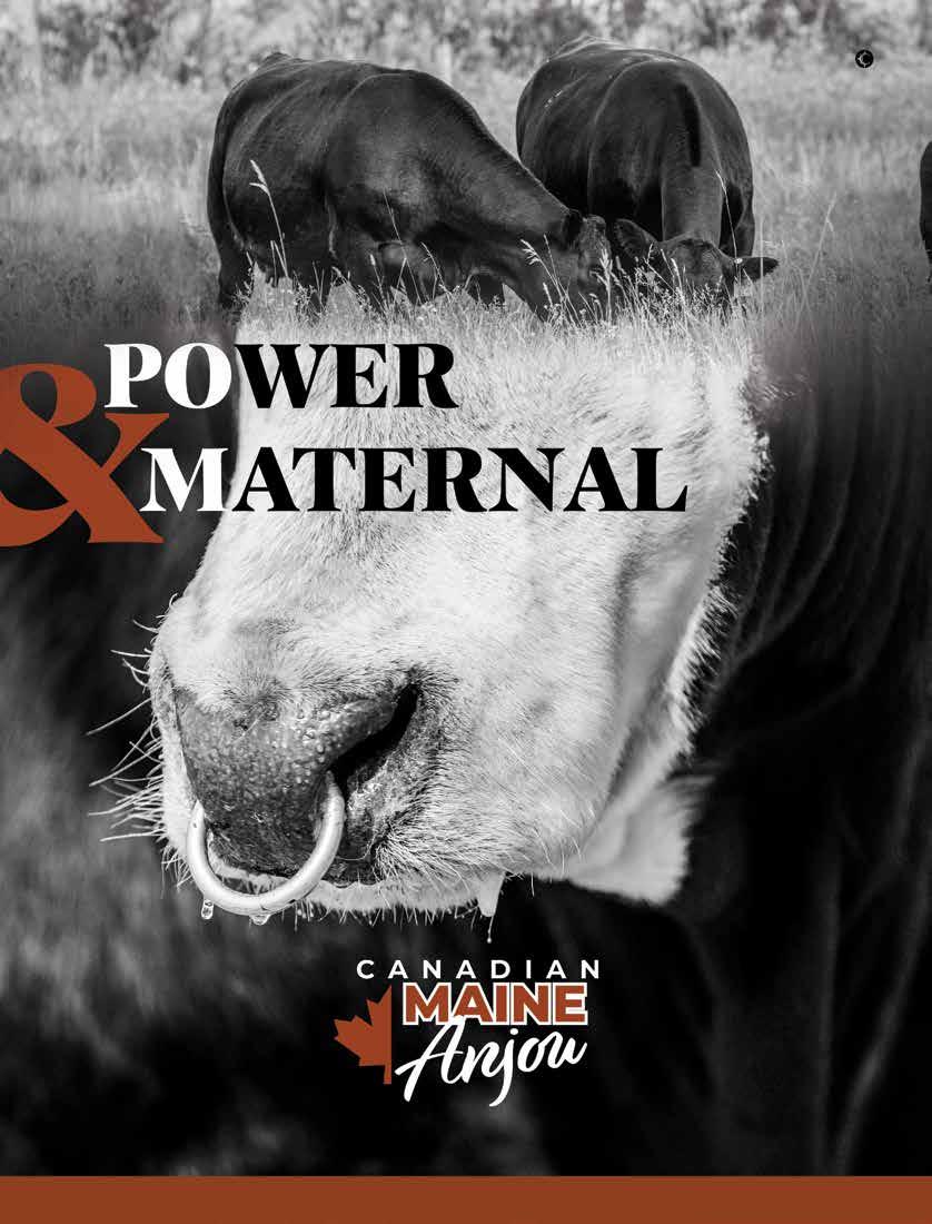 May June July Voice by American Maine-Anjou Association - Issuu