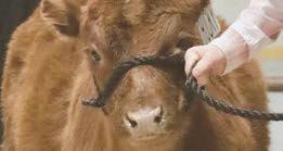 Holden 4-H Beef Club holds Achievement Day