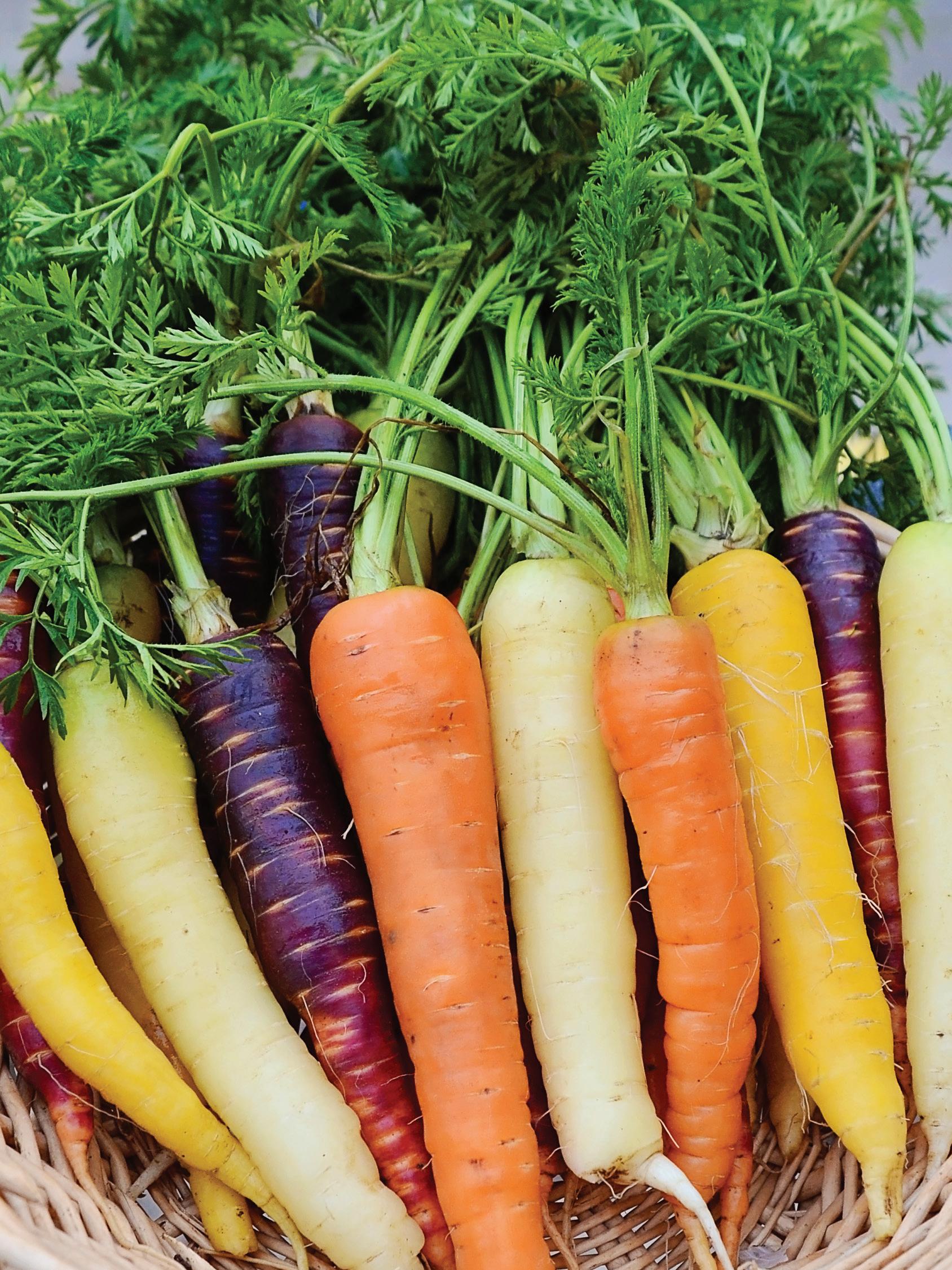 Territorial Seed Company 2024 Fall & Winter Catalog by Territorial Seed