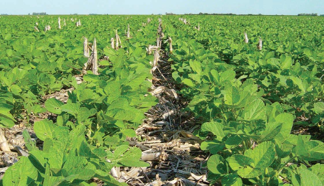 Intersiembra: innovación agrícola para una producción más eficiente y sustentable