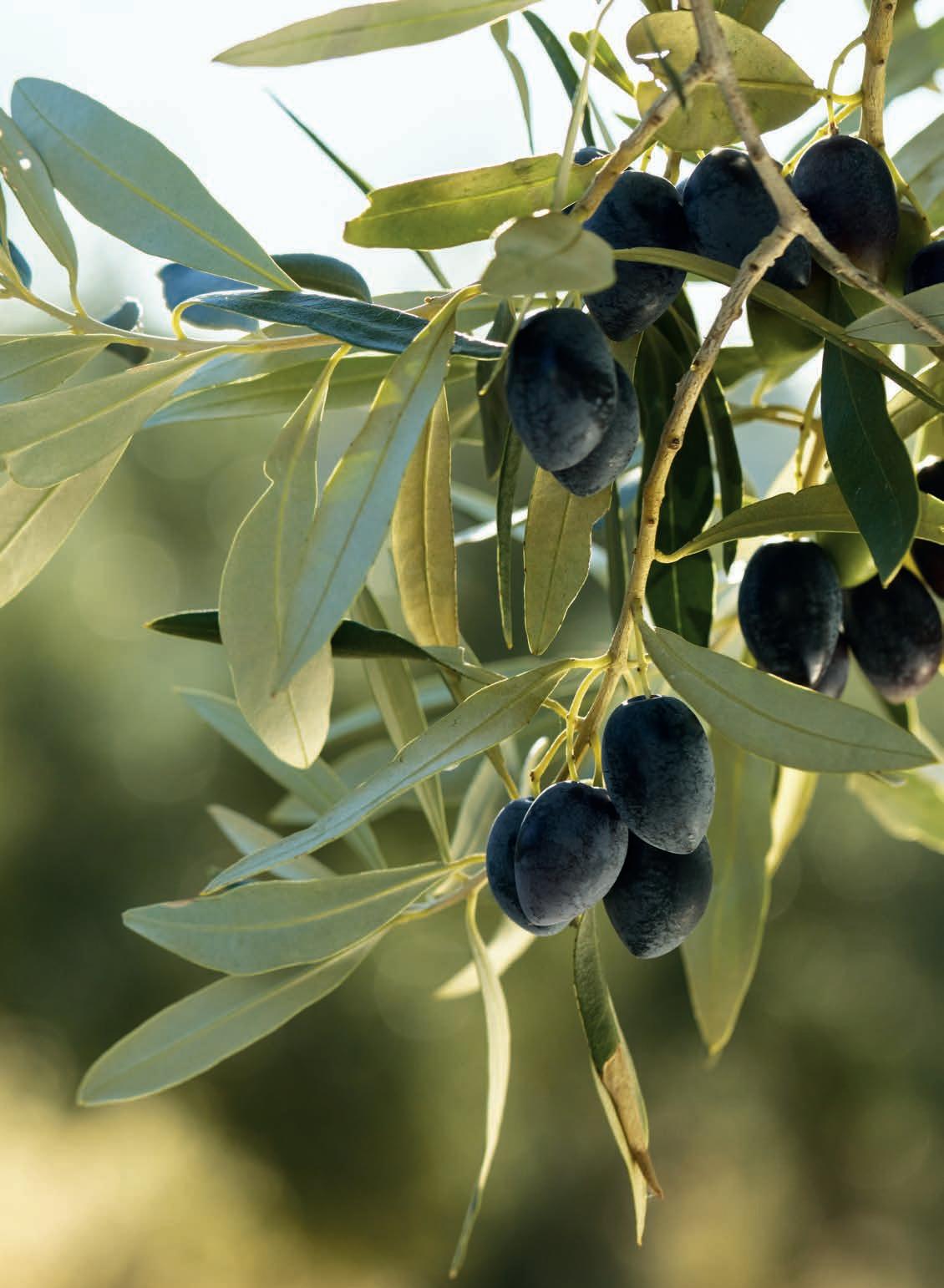 FOODMatch Product Catalog by FOODMatch Issuu