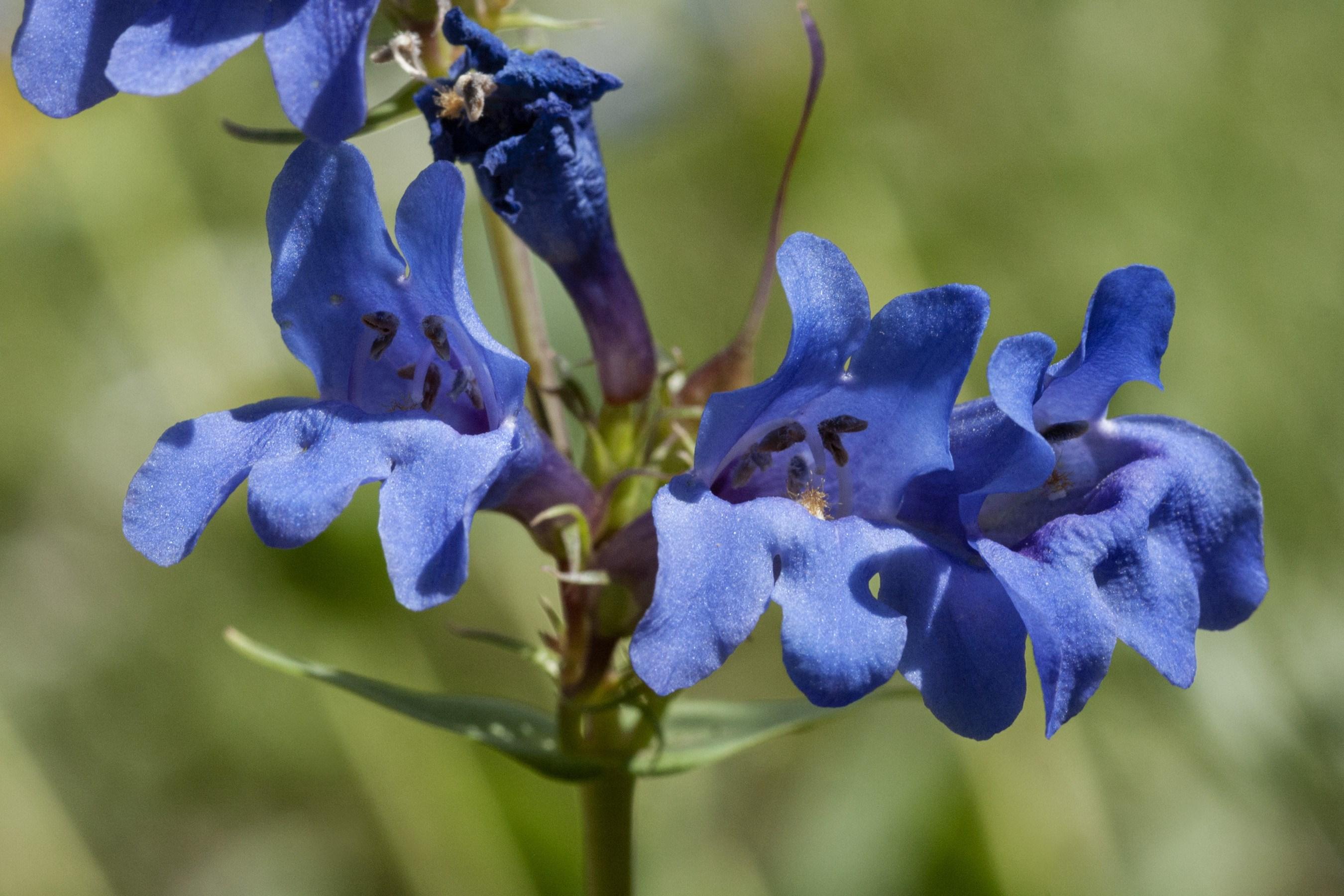 Utah Native Plant Society