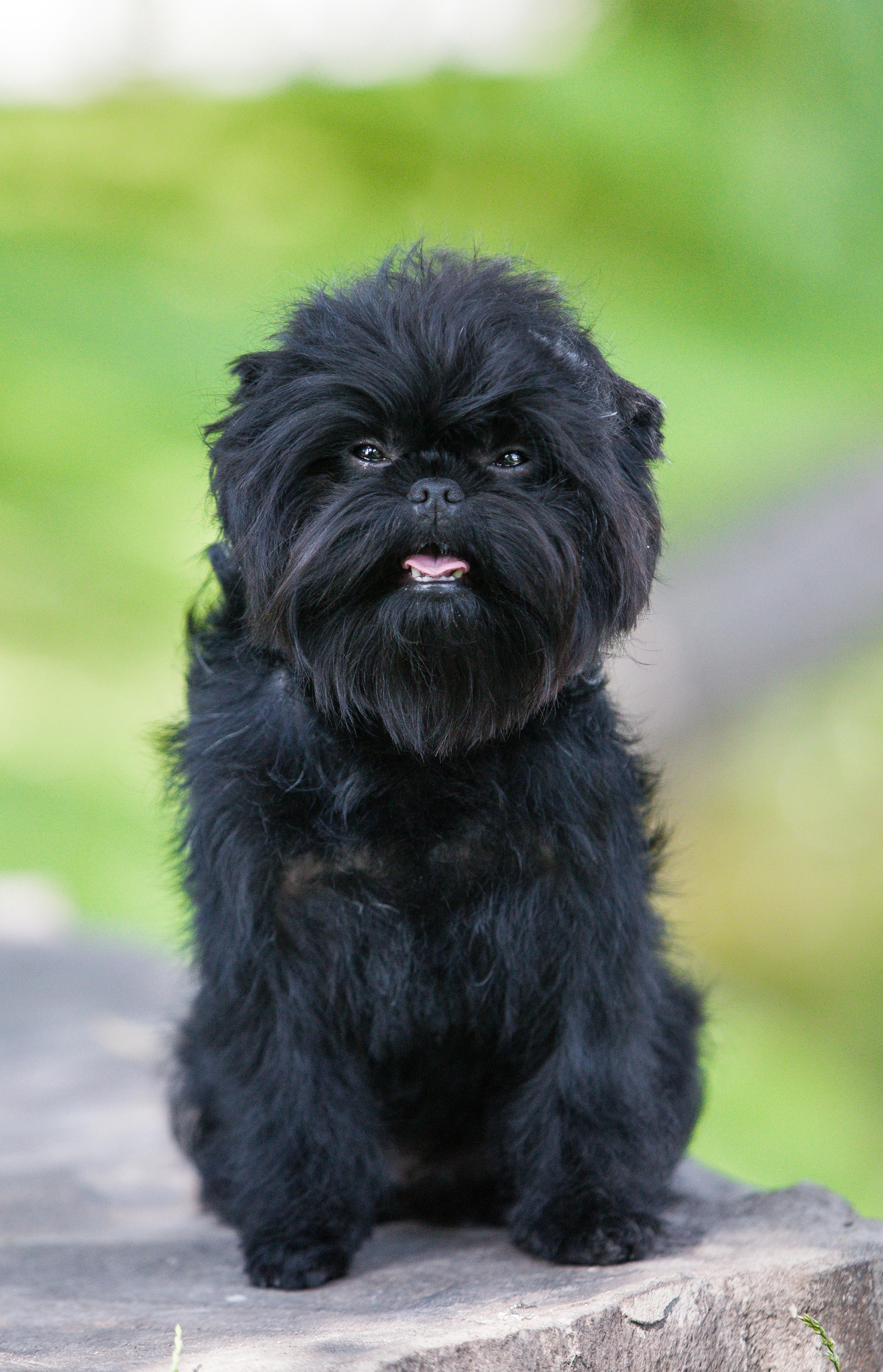 AFFENPINSCHER