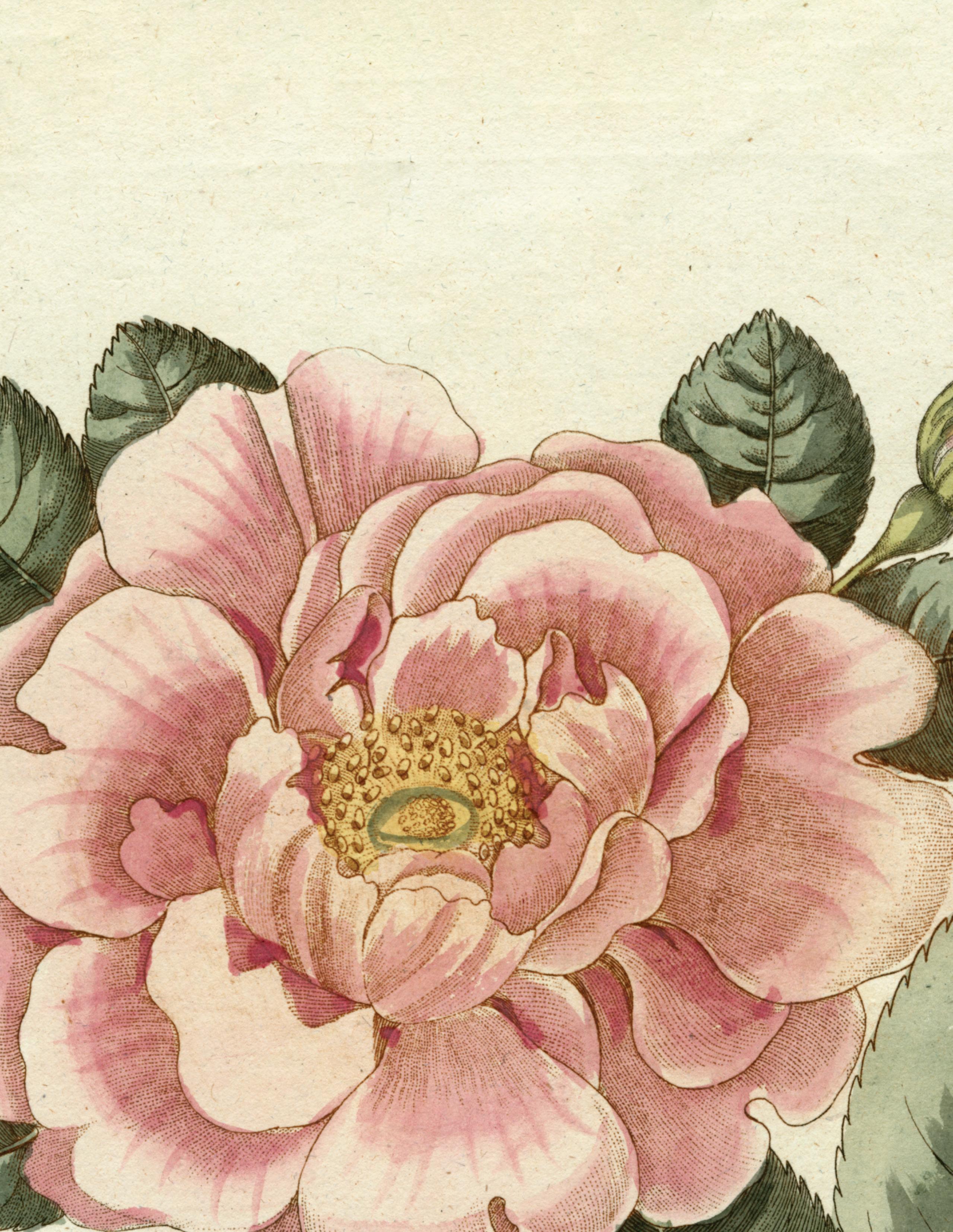 Brooke schultz periscope