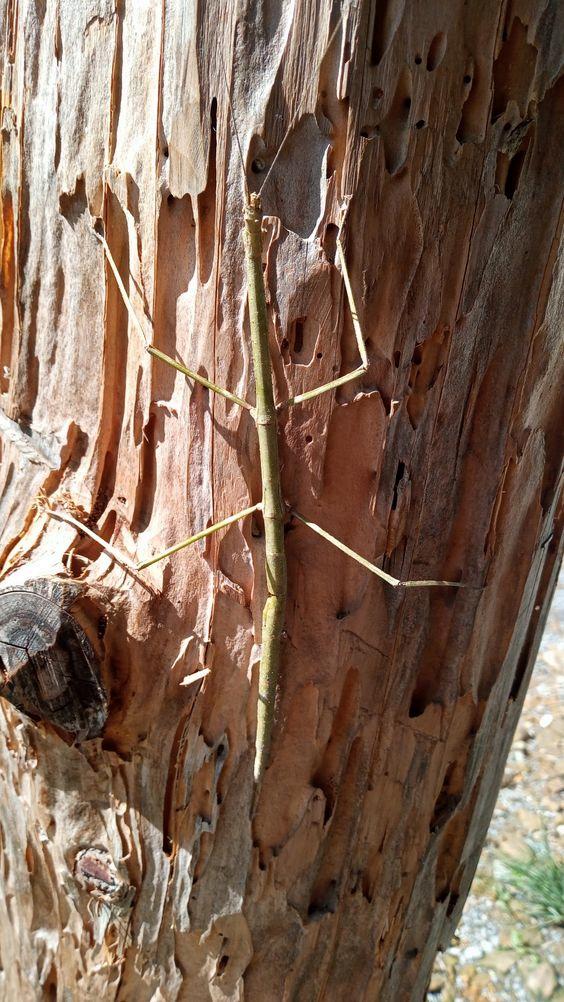 5 insectos mas raros del mundo by TANIA LUZ SOSA CALDERON - Issuu