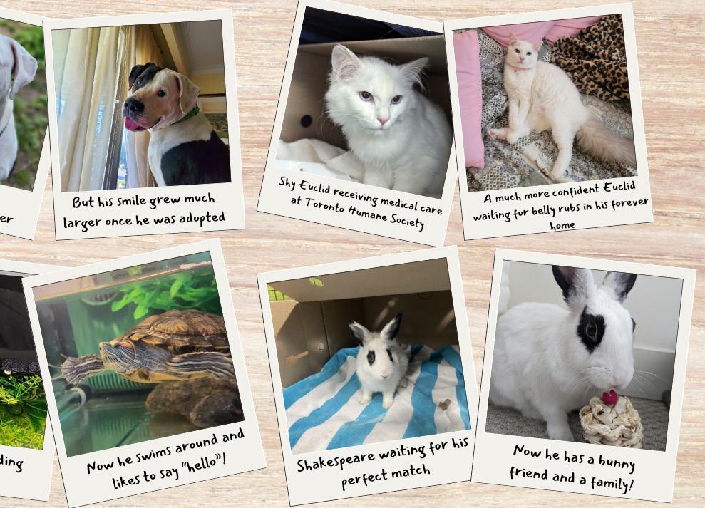 From the Shelter to Their Forever Homes: Heartwarming Adoption Updates