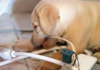 Cover for Keep Pets Safe From Electrical Hazards at Home
